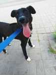 PIĘKNA Linda poleca się do adopcji