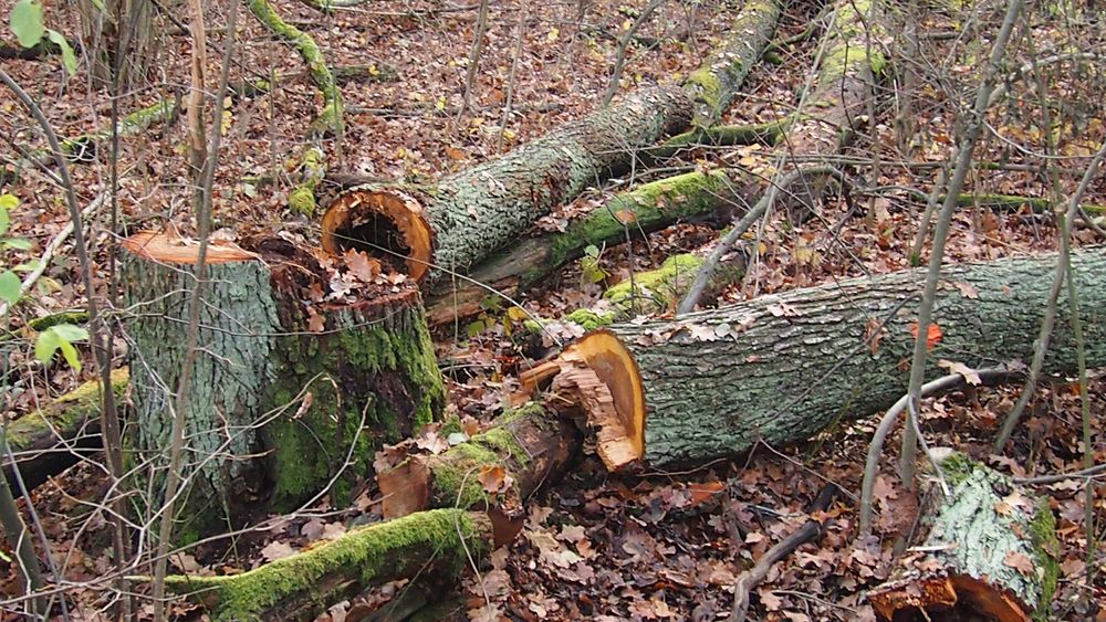 Obiektyw (nalesnik) Panasonic 12-32mm/3,5-5,6 Mega OIS - do MFT/M43