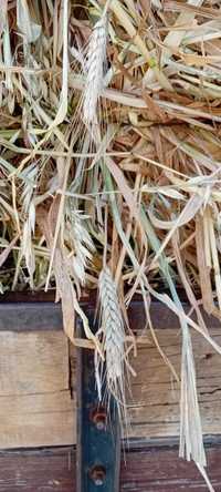 Fardos pequenos  azeven aveia trigo