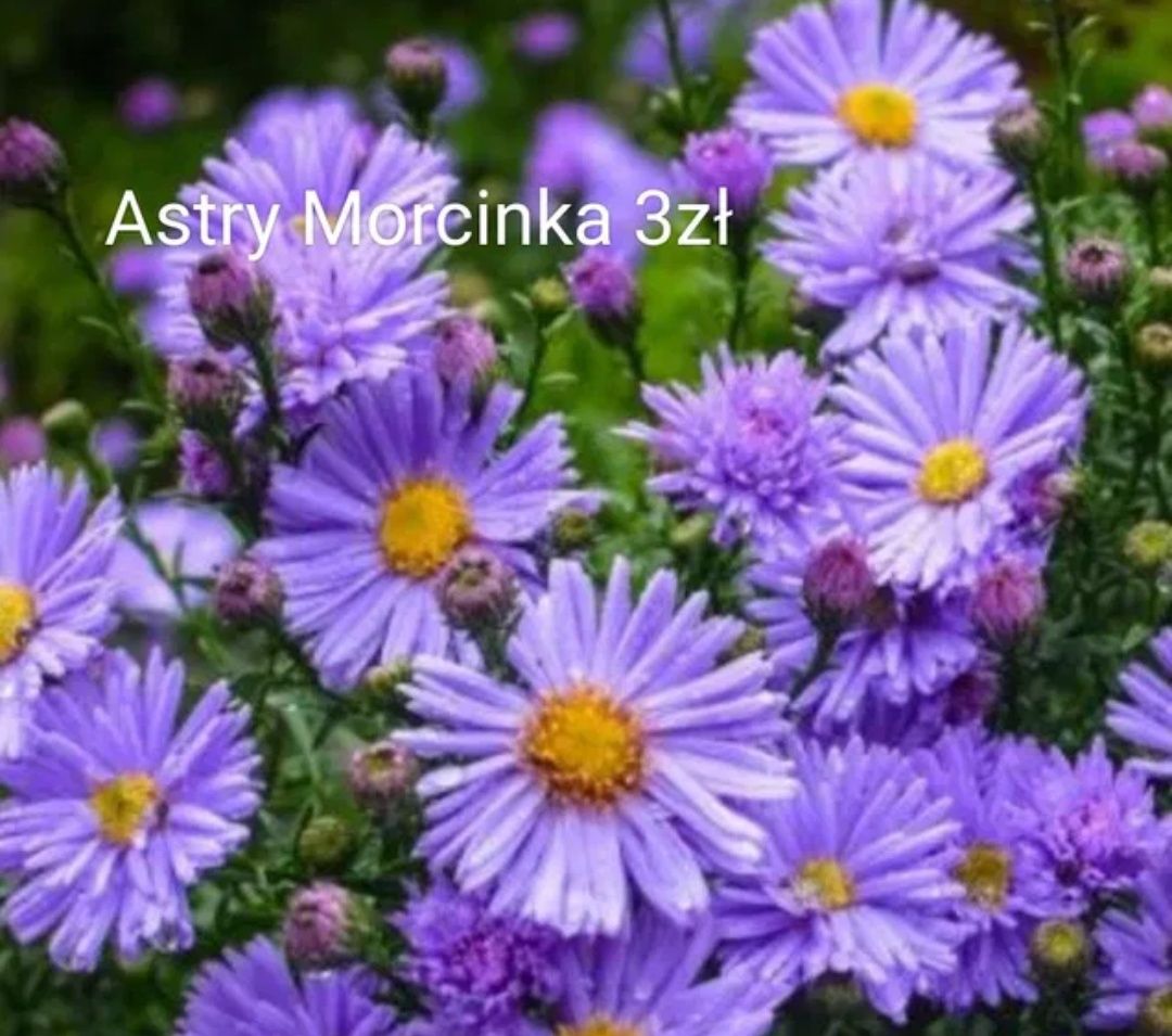 Trawy konwalie,żurawka, miechunka