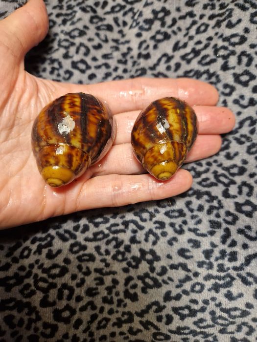 ПодарунковийНабір УляСет2 АрхАхатини Овум