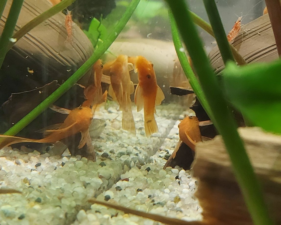 Glonojady zbrojnik red ancistrus