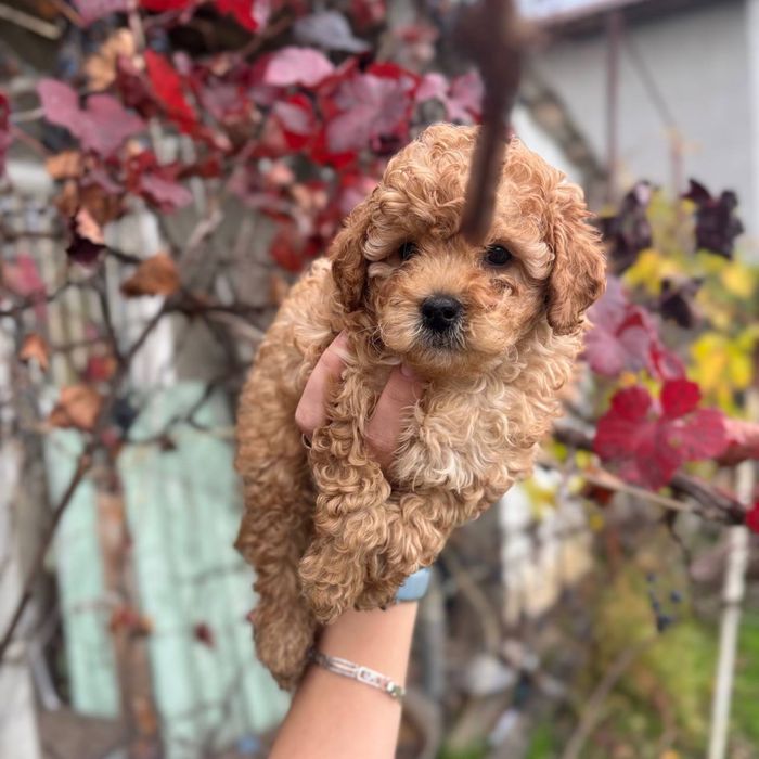 Мини мальчик мальтипу с baby face