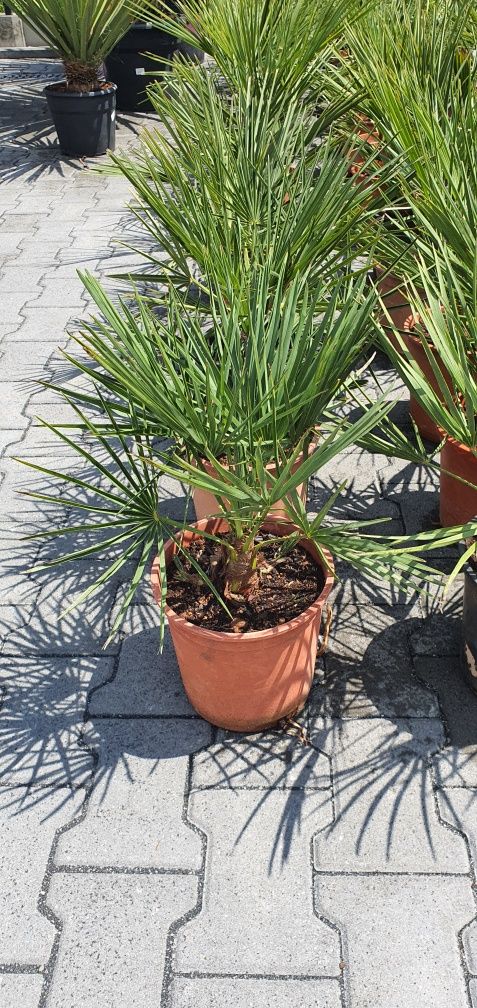 Chamaerops humilis karłatka palma mrozoodporna taras basen