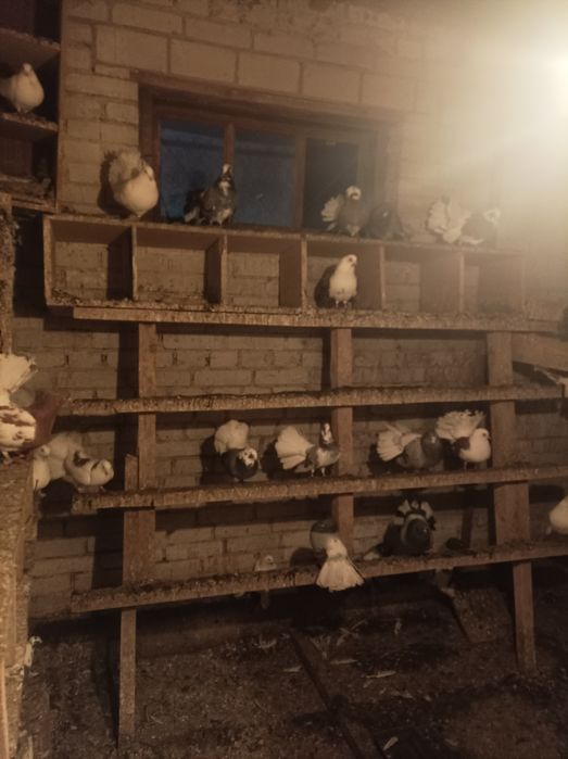 Sprzedam Pawiki różne kolory