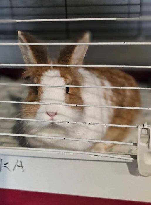 Królik do adopcji!