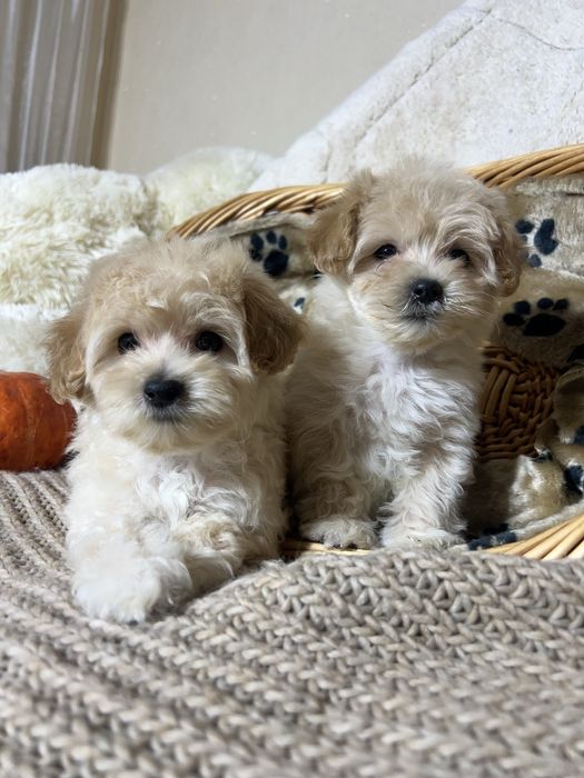 Мальтипу Ф1. Київ