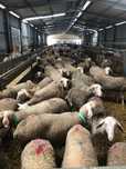 CABRAS + OVELHAS EM PRODUÇÃO DE LEITE