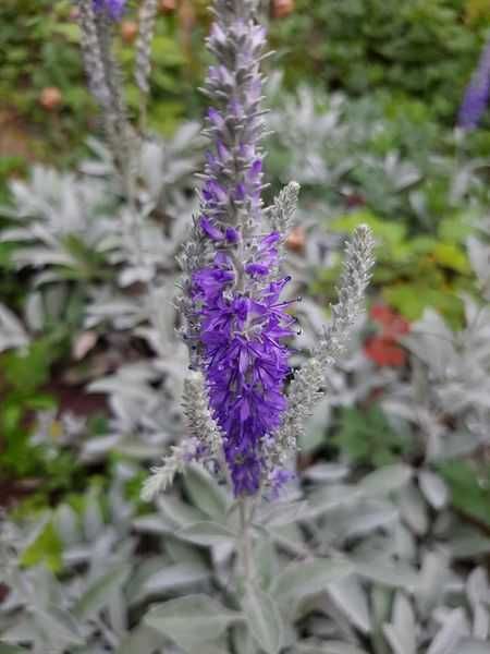 Амсонія, ларіопе, вероніка Сива дама, ірис Спурія