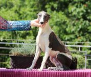 Whippet Chart Angielski, ZKwP/FCI, cudny ORFEUSZ wyjątkowej urody