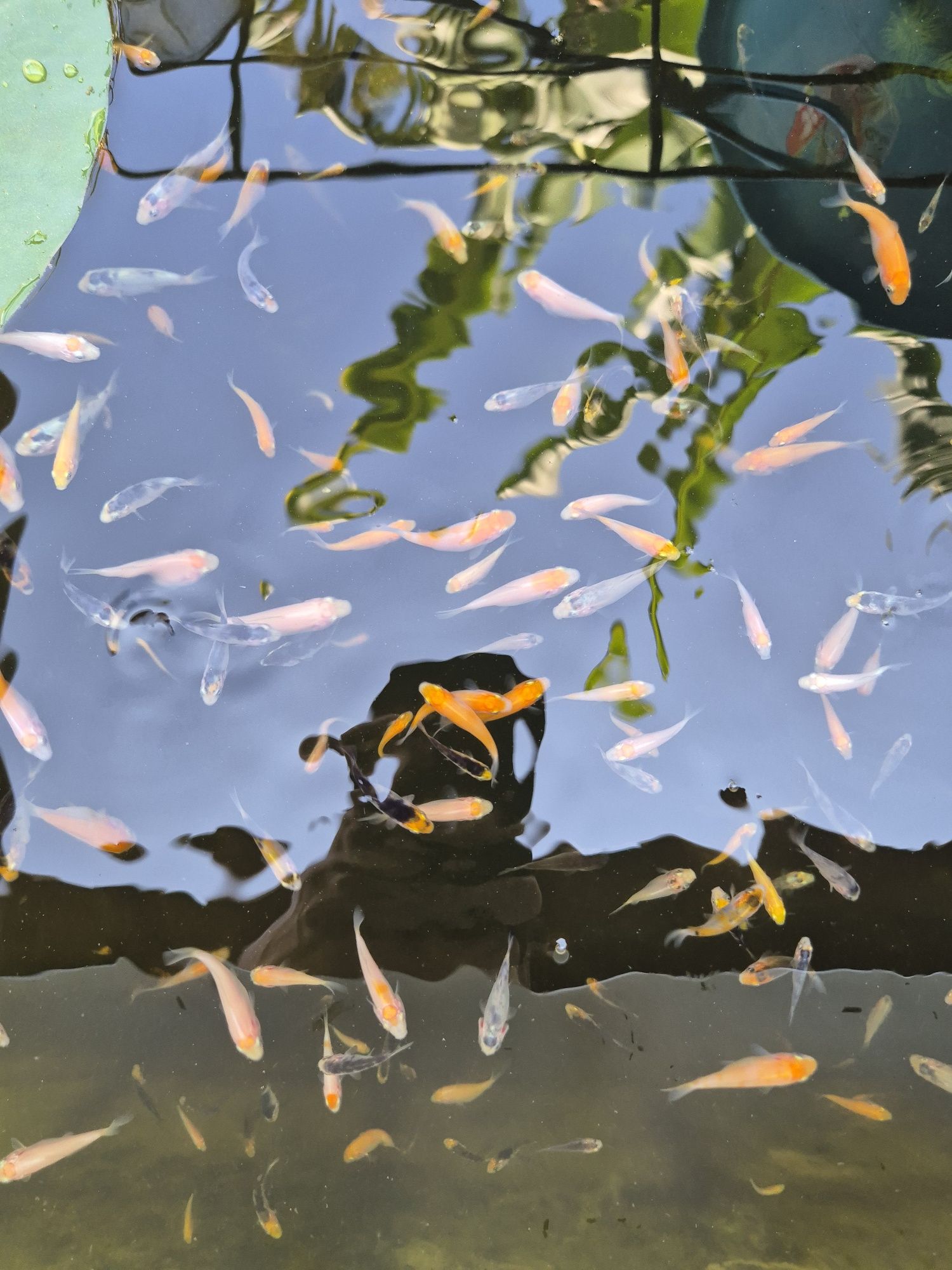 Carpas koi 2 a 3 cm