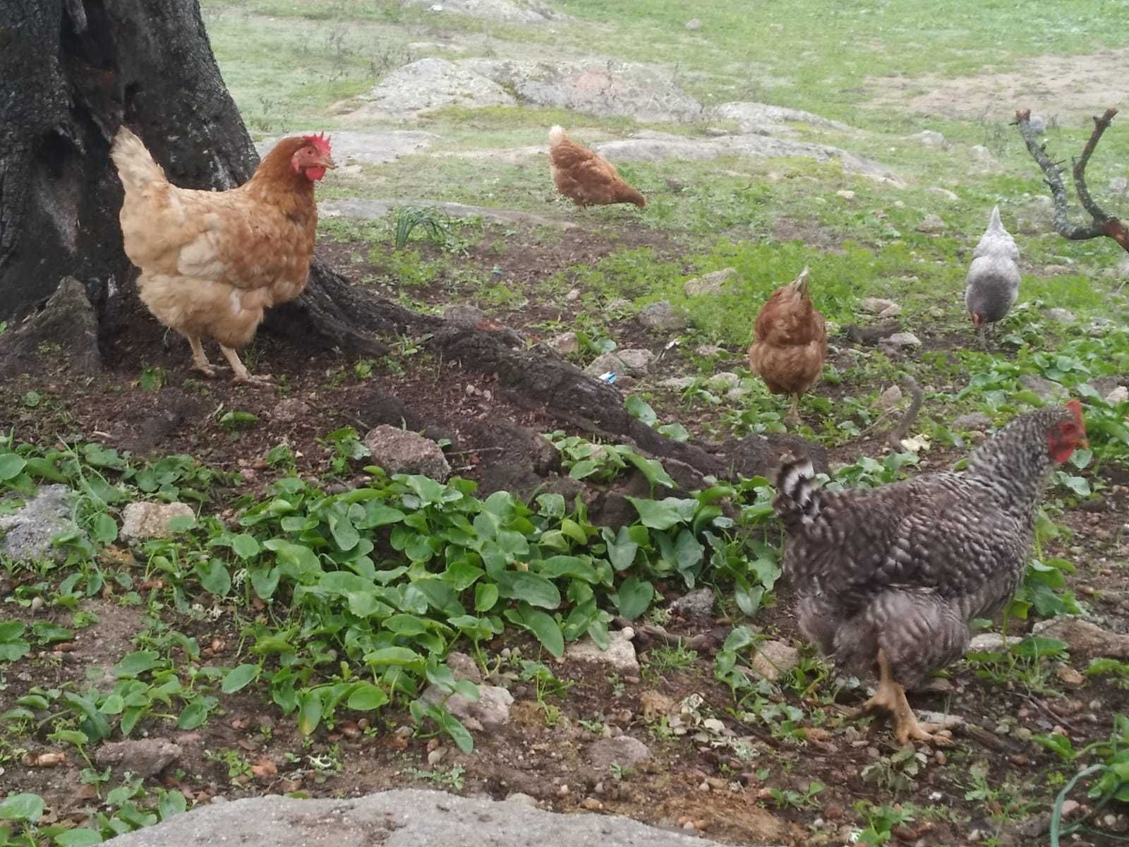 Ovos de galinhas criadas a campo