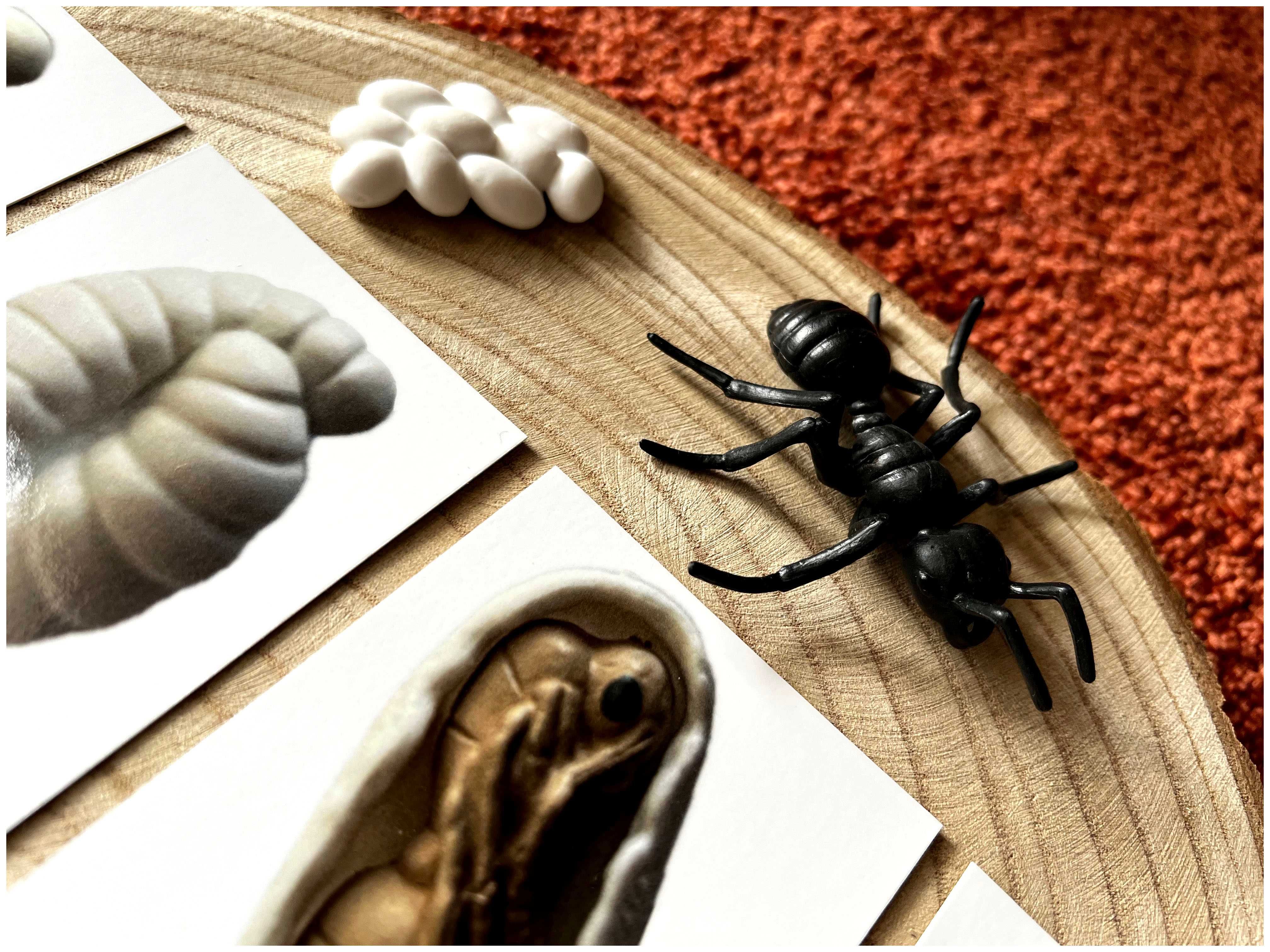Ciclo de Vida - Formiga - Montessori