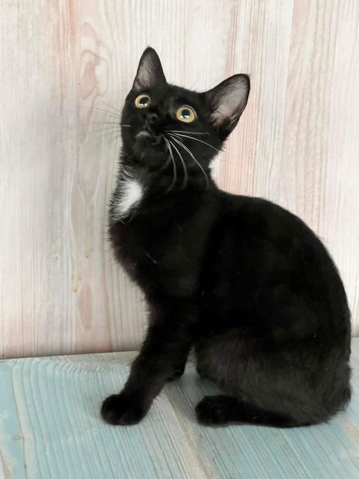 З розплідника майже безкоштовно