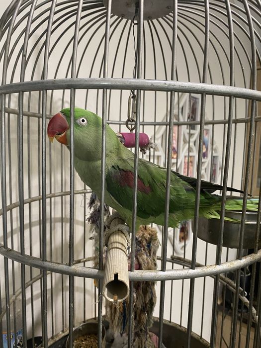 Продається олександрійський віком три роки .