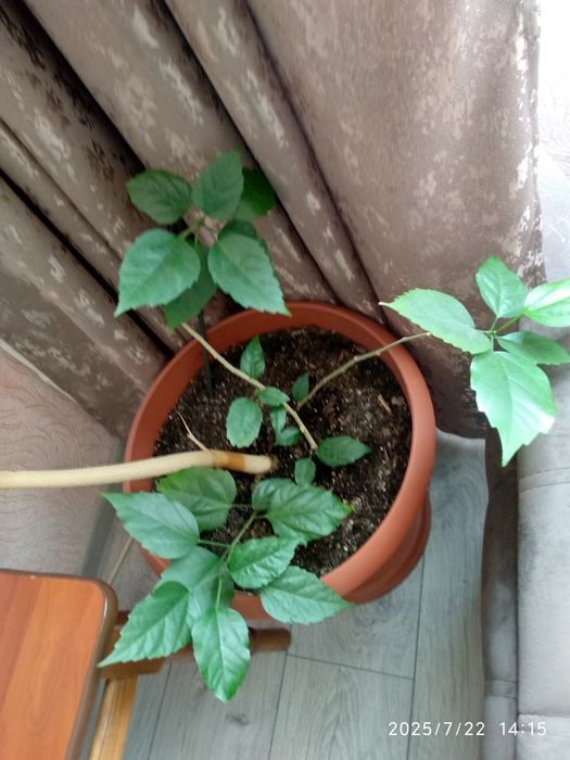 Троянда, китайська троянда, вазон, дерево.Привезу!!!