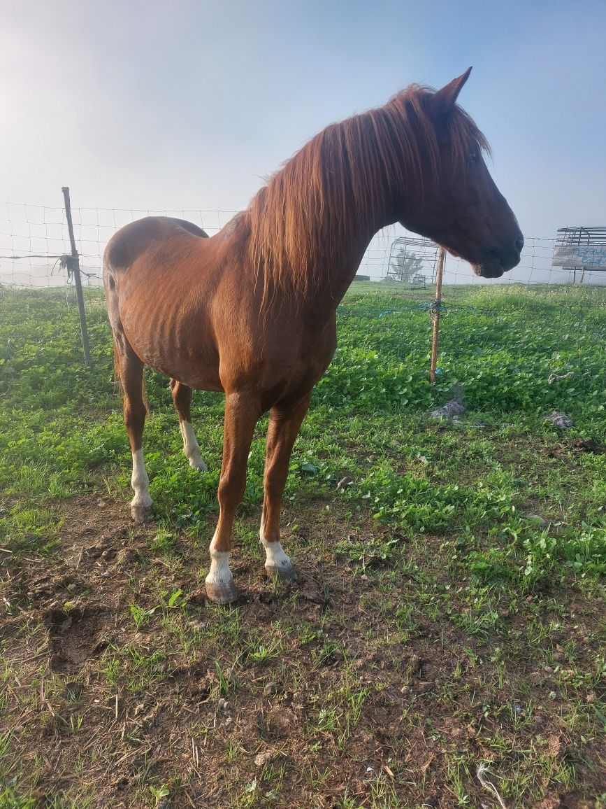 Lusitano, luz ou arbe