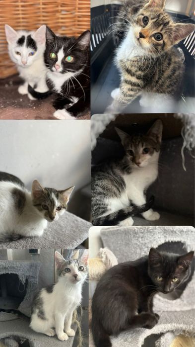 Kociaki do adopcji
