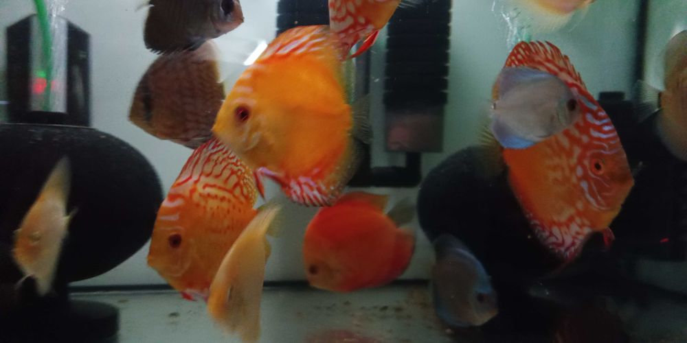 GB Dyskowce Kobalt 4-4,5cm