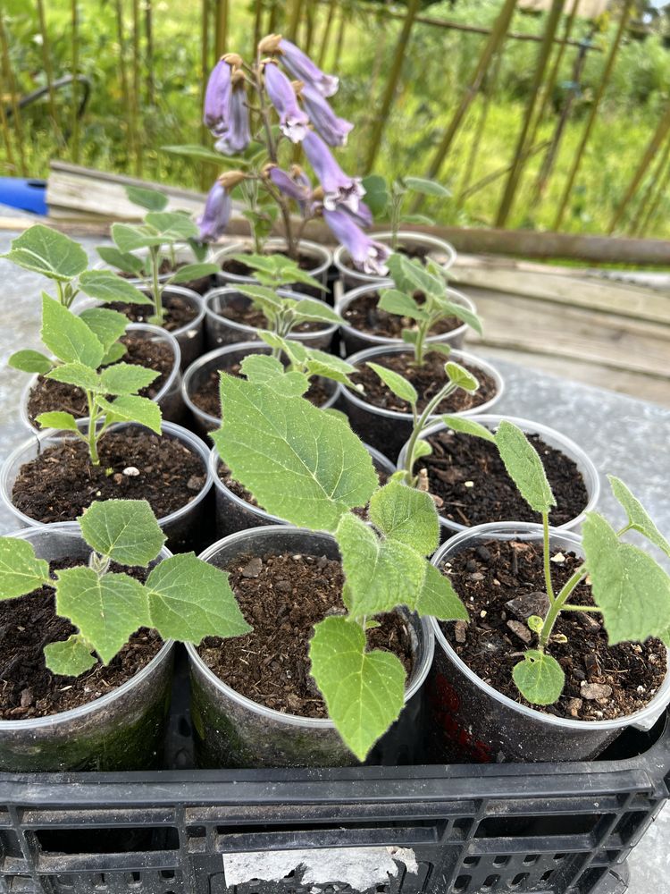 Paulownia elongata