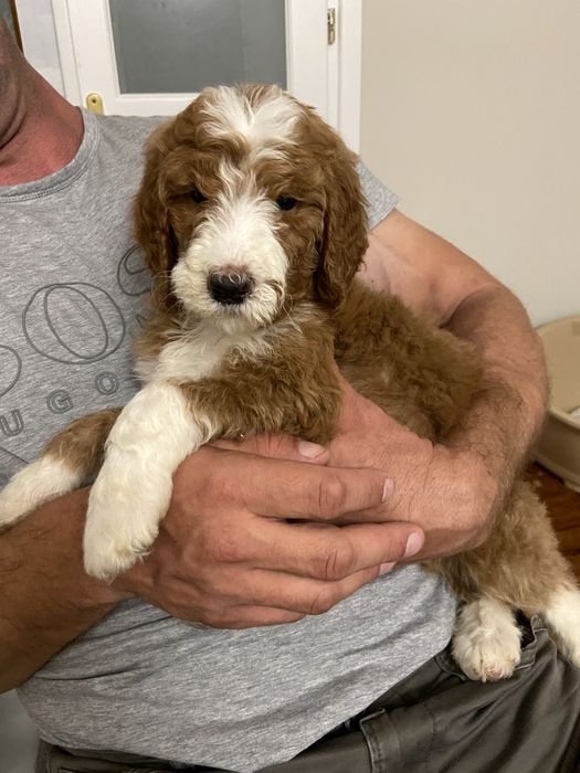 Pudel standardowy, standard, królewski, suczka