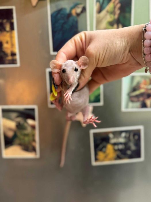 Декоративний щурик, криска дамбо сфинкс та аксесуари