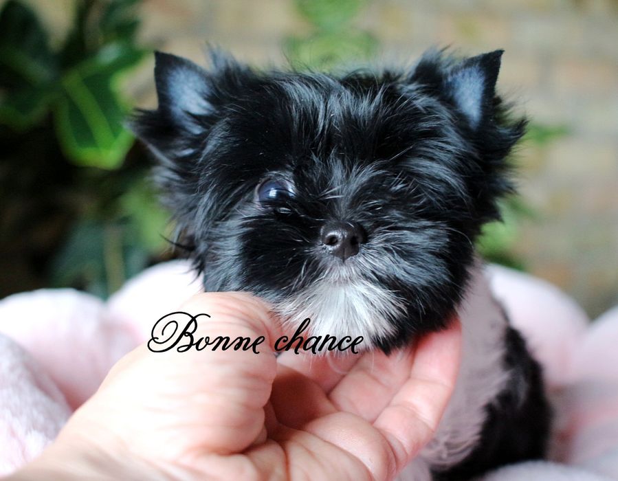 Yorkshire terrier laleczka Black - white