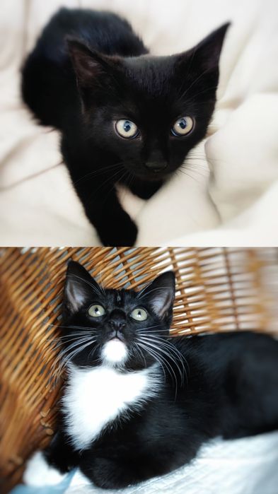 12 tygodniowe kocurki szukają miłości