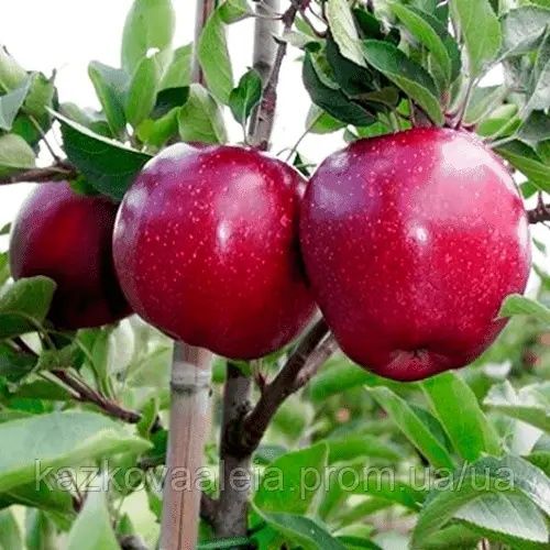 Продам саженці плодоаих дерев