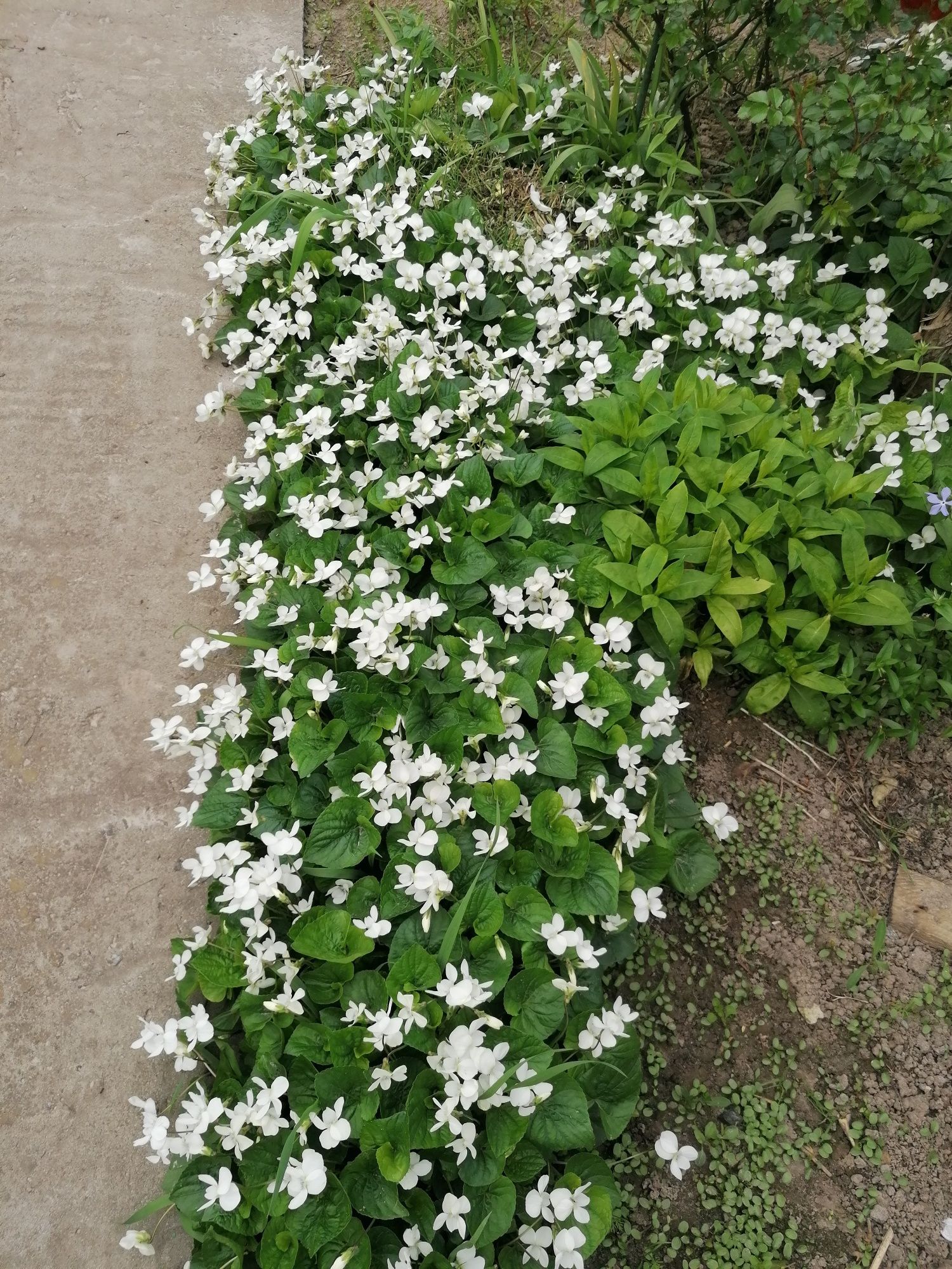 Фіалка садова біла