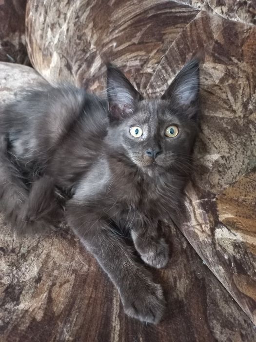 Duży Kocurek Maine Coon