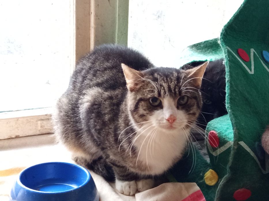 Szukamy domku dla delikatnego kotka Migdała