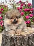 Pomeranian suczka