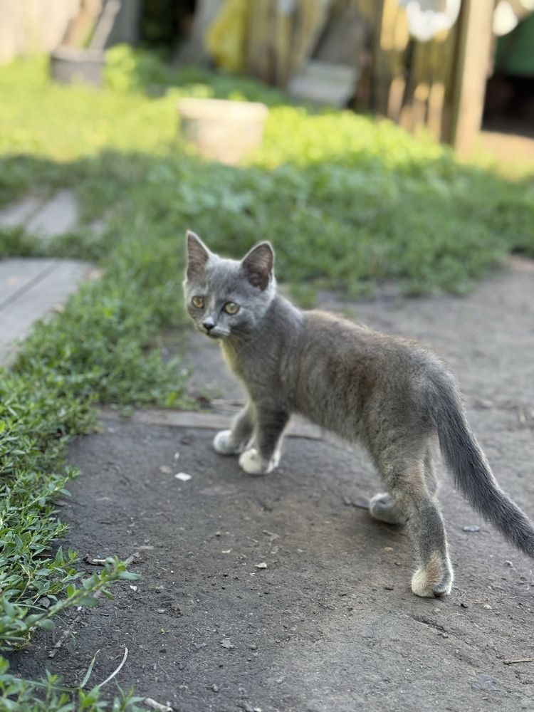 Котики , віддам даром