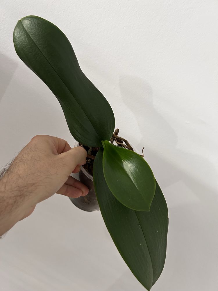 Orquidea phalaenopsis