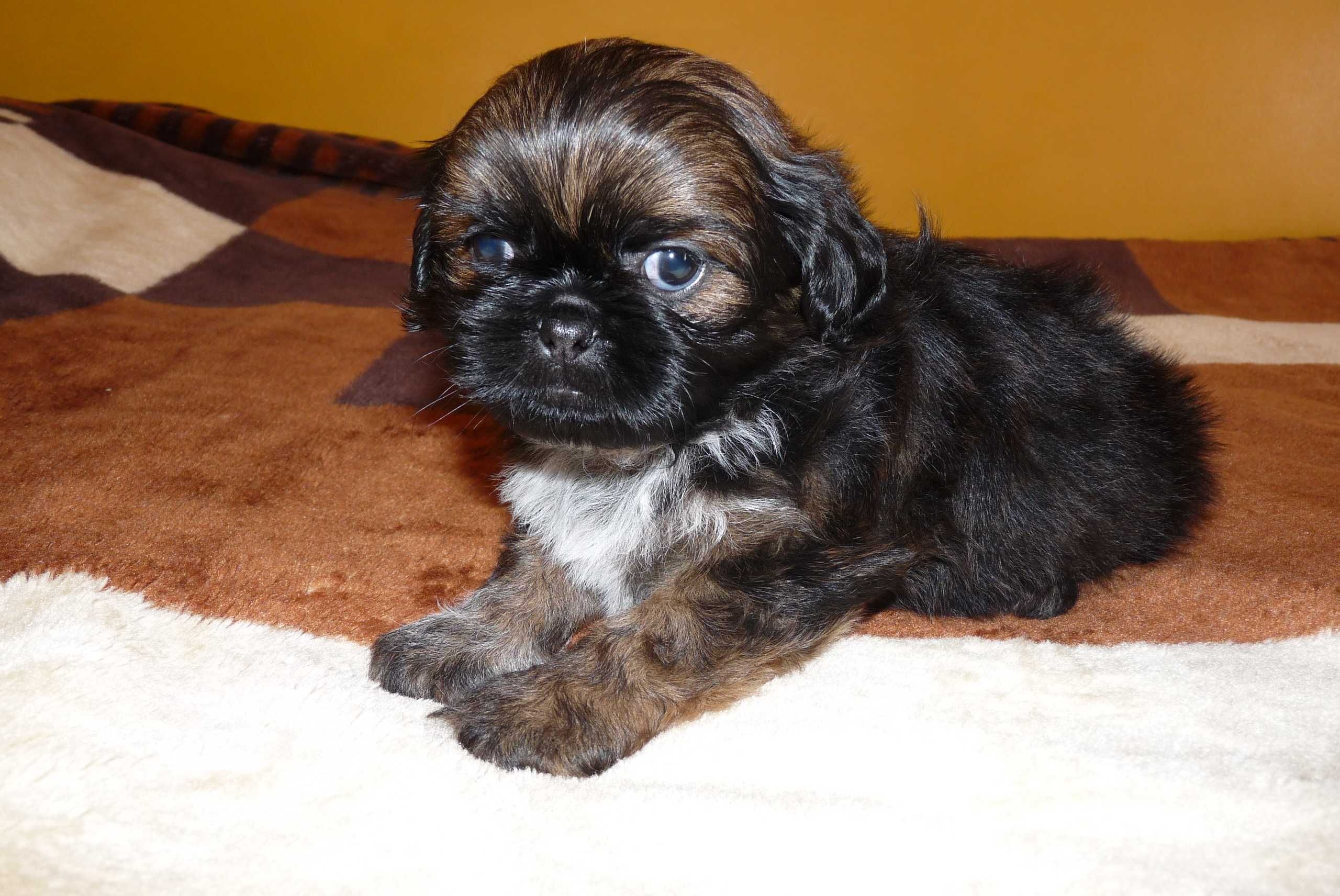 Shih Tzu, piesek Teo do odbioru od 9 sierpnia.