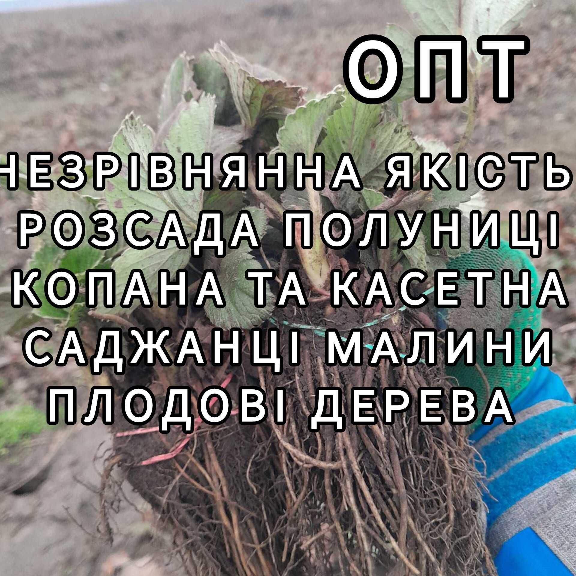 Опт Розсада Полуниці Саджанці Малина Плодові дерева Саженцы Клубники