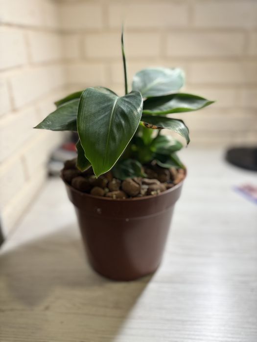 Банан киевский суперкарлик