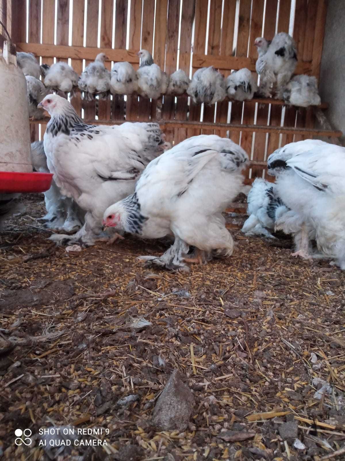 Kurczaki  Brahma Olbrzymia gronostajowa