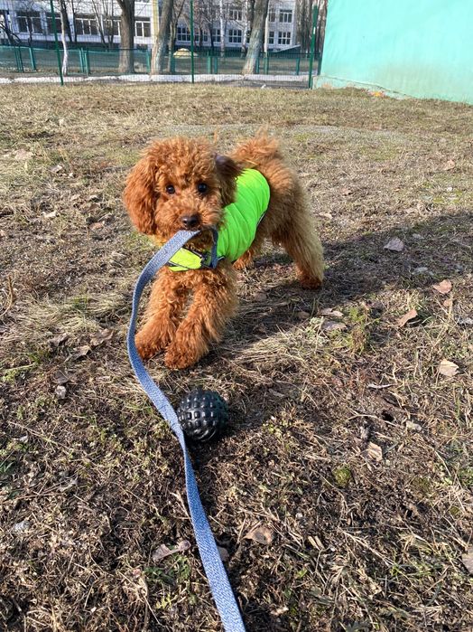 Жилетка для маленької собачки розмір XS-S