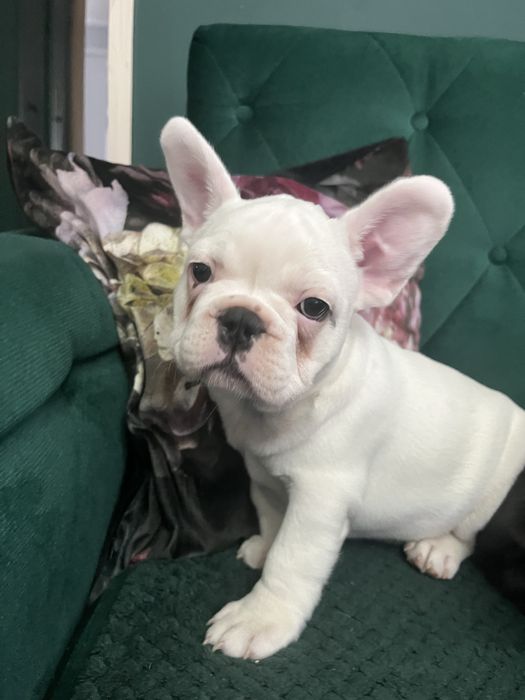 Szczenięta Buldog Francuski suczka gotowa do odbioru