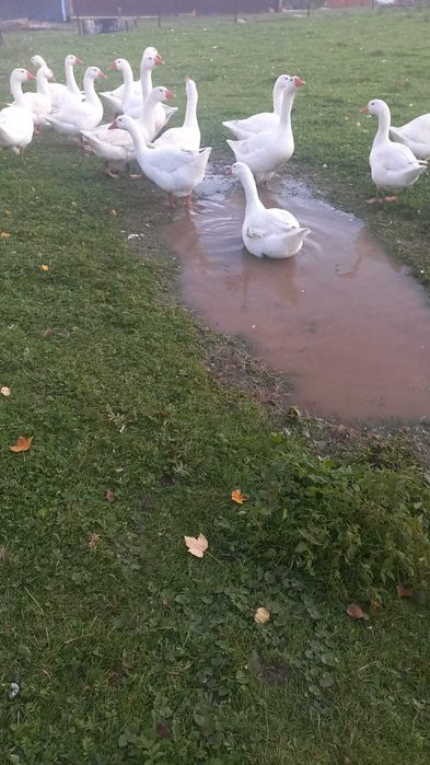 Gęsi Kołudzkie żywe lub tuszki