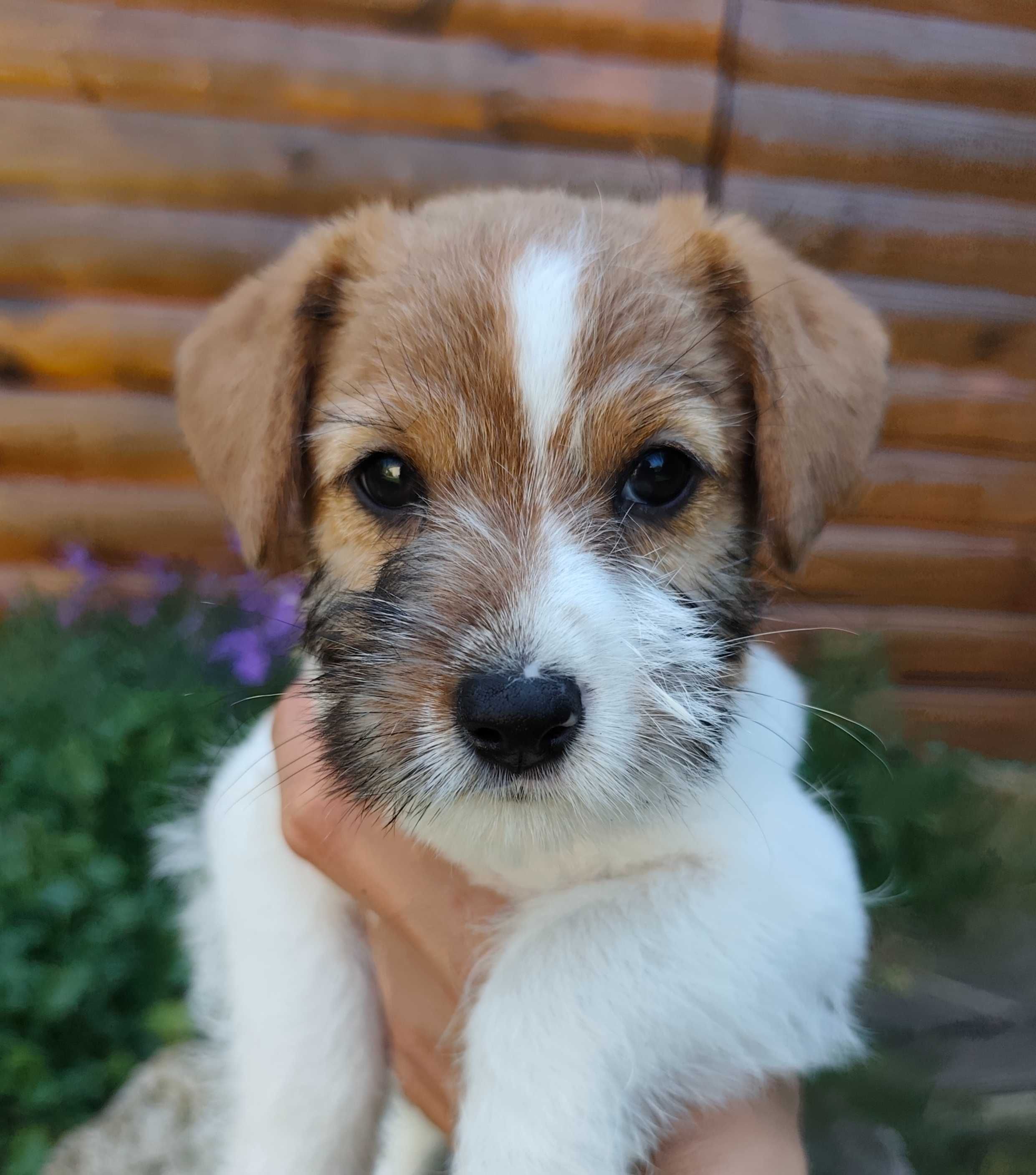 Jack Russell Terrier FCI ZKwP