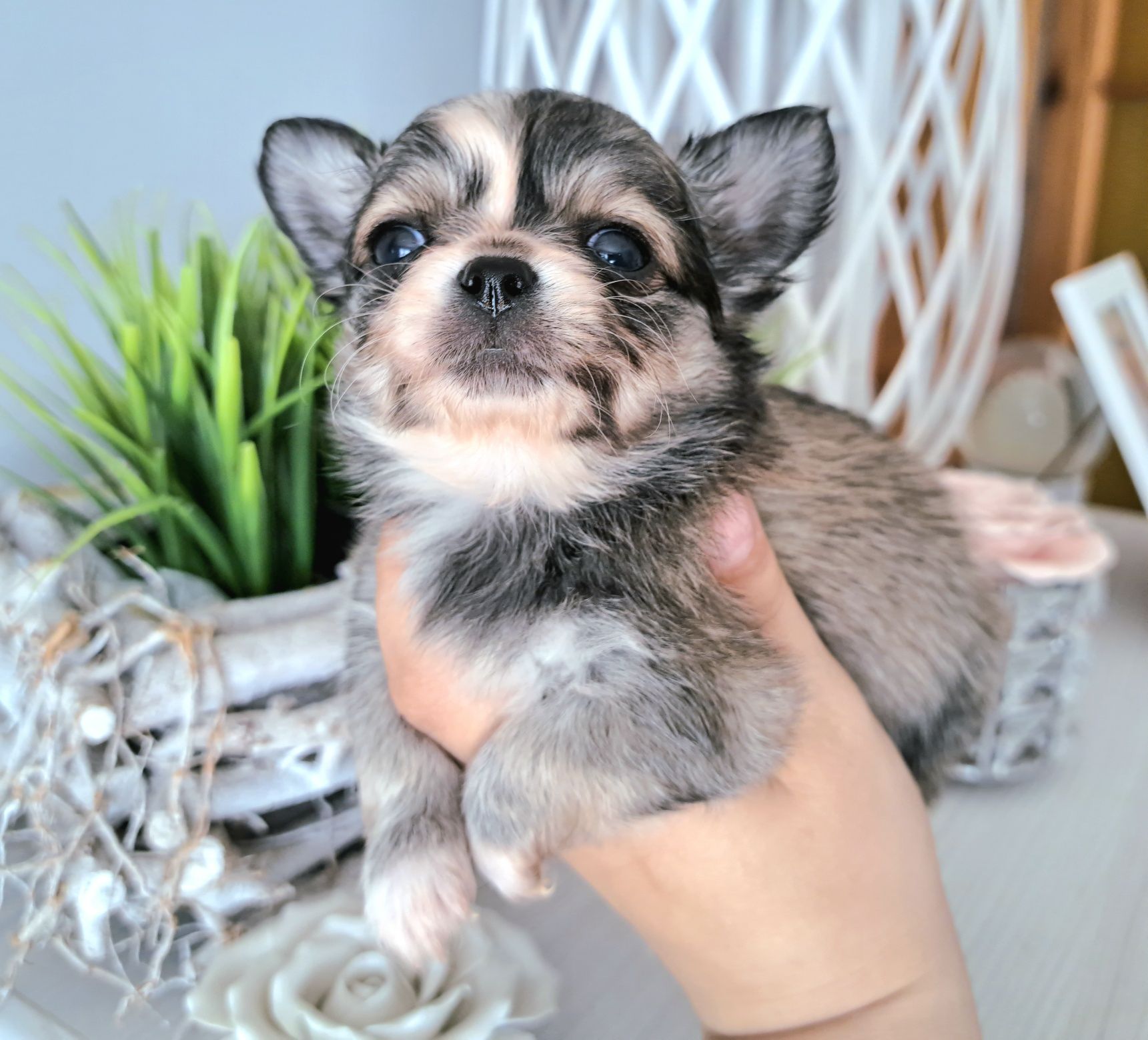 Caladia piękna dziewczynka Chihuahua długowłosa xxs