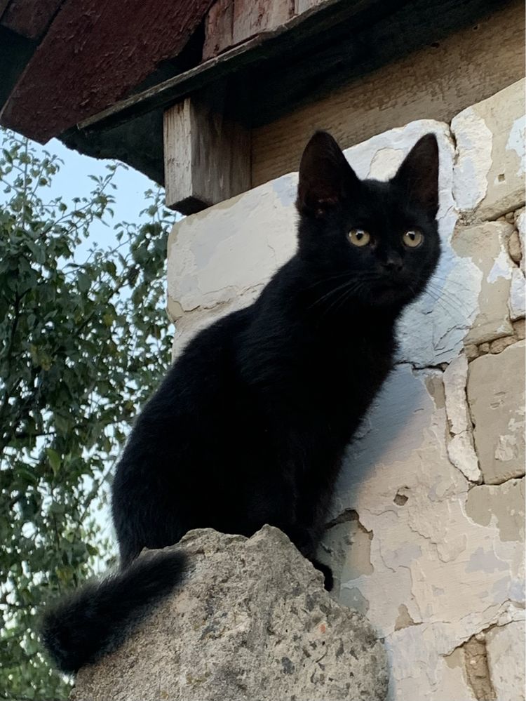 Віддам котиків в добрі руки