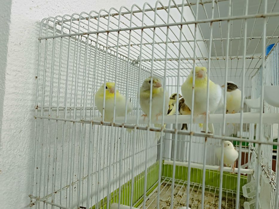 Canários de qualidade