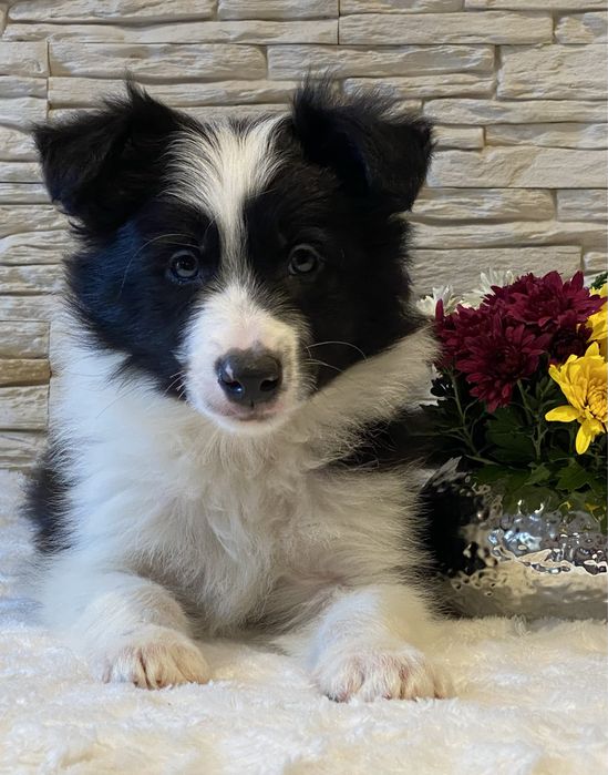 DEXTER chłopiec Border Collie