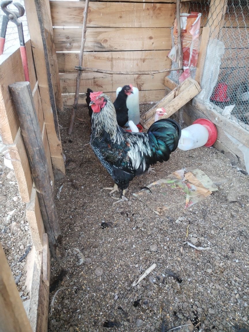3 galos prontos para comer