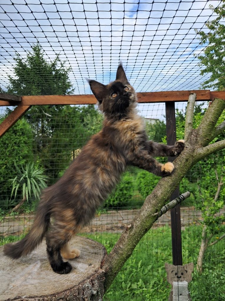 Bella ... Maine Coon