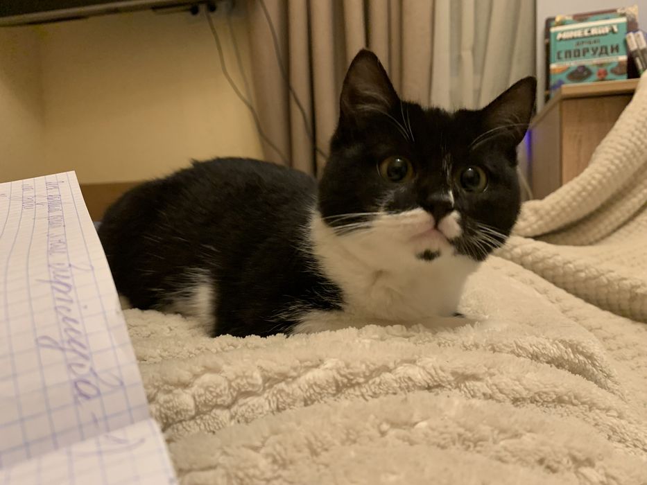 Дівчинка шукає люблячу сімʼю